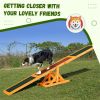 Wooden Dog Agility Seesaw – Durable Training Teeter Totter for Balance & Obedience