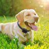 Electric Dog Fence System – Wireless Pet Containment with Tone & Adjustable Shock Collar (Water-Resistant Receiver)