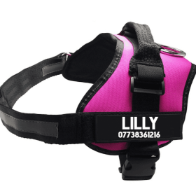 Ultimate Pet Adventure Set: Adjustable Chest Harness With Dog Leash