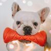 Floating Barbell Dog Fetch Toy – Durable Outdoor Training Toy for Dogs (Orange)