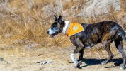 Hi Visibility Reflective Blaze Orange Dog Bandana – Safety Bandana for Large Dogs