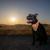 Hi Visibility Reflective Blaze Orange Dog Bandana – Safety Bandana for Medium Dogs