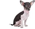 Rhinestone Dog Collar Bling Light Blue XL – Crystal Diamond PU Leather Pet Collar