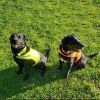 Lite Reflective Hi Visibility Dog Vest – XL Fluorescent Yellow Safety Vest for Dogs