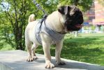 Universal Reflective Pet Harness and Leash Set – Escape-Proof Soft Mesh Vest for Dogs, Cats, and Small Pets