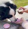 Portable Pet Water Bottle with Food Container - Leakproof Travel Water Dispenser & Collapsible Food Storage for Dogs, Cats, Outdoor Activities