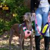 Explosion-Proof Dog Chest Sling Harness – Heavy-Duty Adjustable No-Pull Dog Harness with Leash Attachment