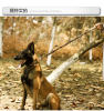 Heavy-Duty Tactical Dog Collar – Adjustable Large Dog Collar with Metal Buckle & D-Ring