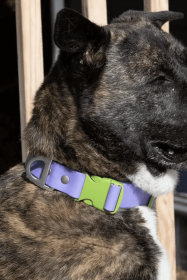 Lavender Garden Waterproof Dog Collar (Pack Of: 1, size: 20 - 26 Inch)