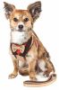 Pet Life Luxe 'Dapperbone' 2-in-1 Adjustable Dog Harness and Leash Set with Fashion Bow Tie