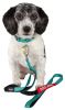 Helios Neo-Indestructible Easy-Tension Sporty Dog Leash and Collar Set