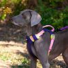 Explosion-Proof Dog Chest Sling Harness – Heavy-Duty Adjustable No-Pull Dog Harness with Leash Attachment