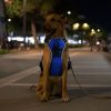 Rechargeable LED Light Up Dog Harness – Reflective No Pull Dog Vest with Handle for Small, Medium & Large Dogs