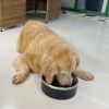 Pet Feeder and Drinking Water Bowl for Use Cat & Dog