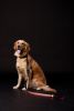 Touchdog 'Lumiglow' 2-in-1 USB Rechargeable LED Dog Leash and Collar Set