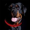 Blinking Flashing Pets Safety LED Adjustable Dog Collar – Rechargeable Light Up Dog Collar