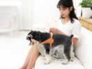 Pet Life “Ever-Craft” Boutique Series Adjustable Designer Leather Dog Harness