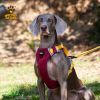 Explosion-Proof Dog Chest Sling Harness – Heavy-Duty Adjustable No-Pull Dog Harness with Leash Attachment