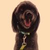 Bohemian Ethnic Print Dog Collar – Adjustable Digital Printed Pet Collar