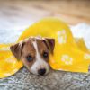 10-Piece Pet Blanket Set – Paw Print Fleece Dog Blankets (24" x 28") for Dogs & Puppies