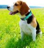Reflective Neoprene Padded Dog Collar – Adjustable Breathable Nylon Collar for Medium Dogs