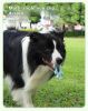 Pet Interactive Flywheel Dog Frisbee Toy – Flexible Silicone Flying Disc for Fun Fetch Games
