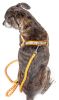 Reflective 2-in-1 Dog Harness and Leash Set – Adjustable Easy Tension No-Pull Walking System