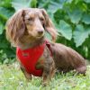 Doggie Design Wrap & Snap Choke-Free Dog Harness – Adjustable Lightweight No-Pull Harness